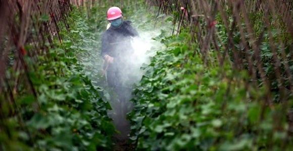 Señales del fin del mundo: Pesticida prohibido Señales del fin del mundo: Pesticida prohibido