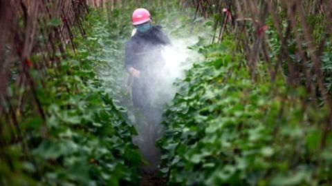 Un hombre usa pesticida