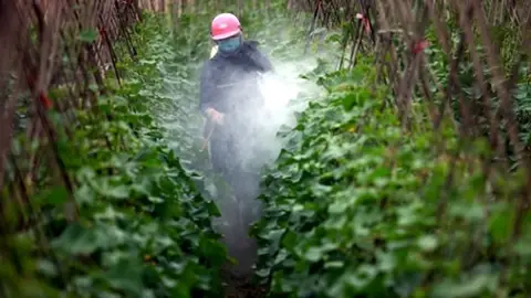 Un hombre usa pesticida Un hombre usa pesticida