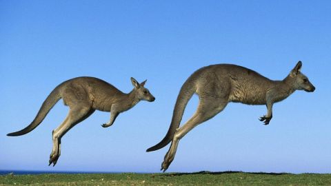 Canguro