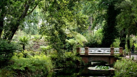 Bot&aacute;nico Gij&oacute;n