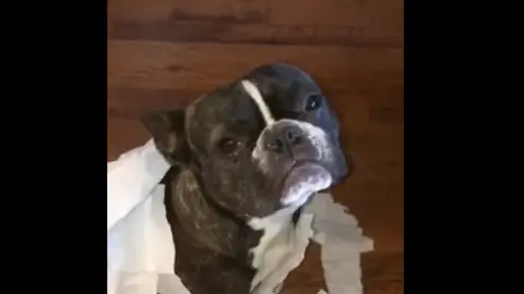 Un bulldog francés Un bulldog francés