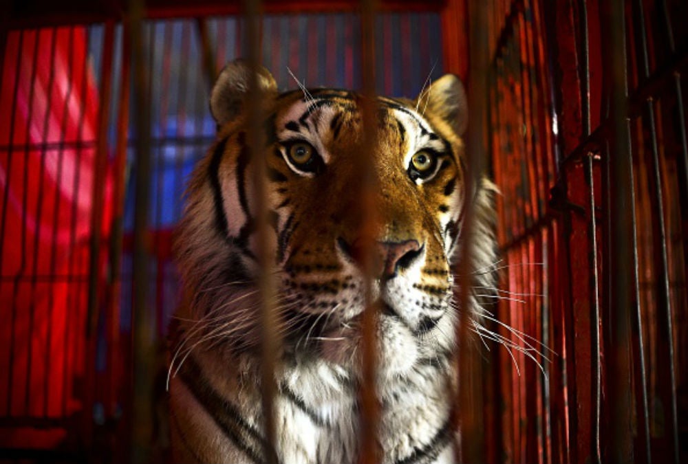 Azul y Verde: 'Ley de vida Silvestre', el fin de los circos de animales Azul y Verde: 'Ley de vida Silvestre', el fin de los circos de animales