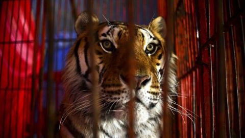 Circo con animales salvajes