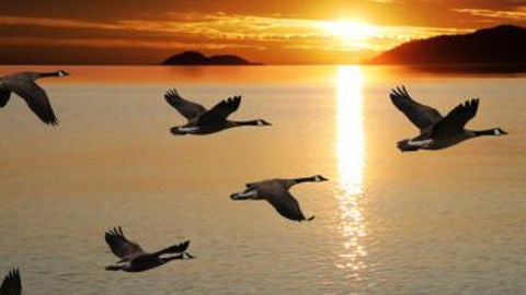 Naturaleza: La orientación de las aves - Naturaleza en Más de uno - Más de  uno | Onda Cero Radio