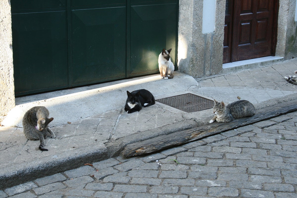 HÁBITAT, LOS GATOS CALLEJEROS HÁBITAT, LOS GATOS CALLEJEROS