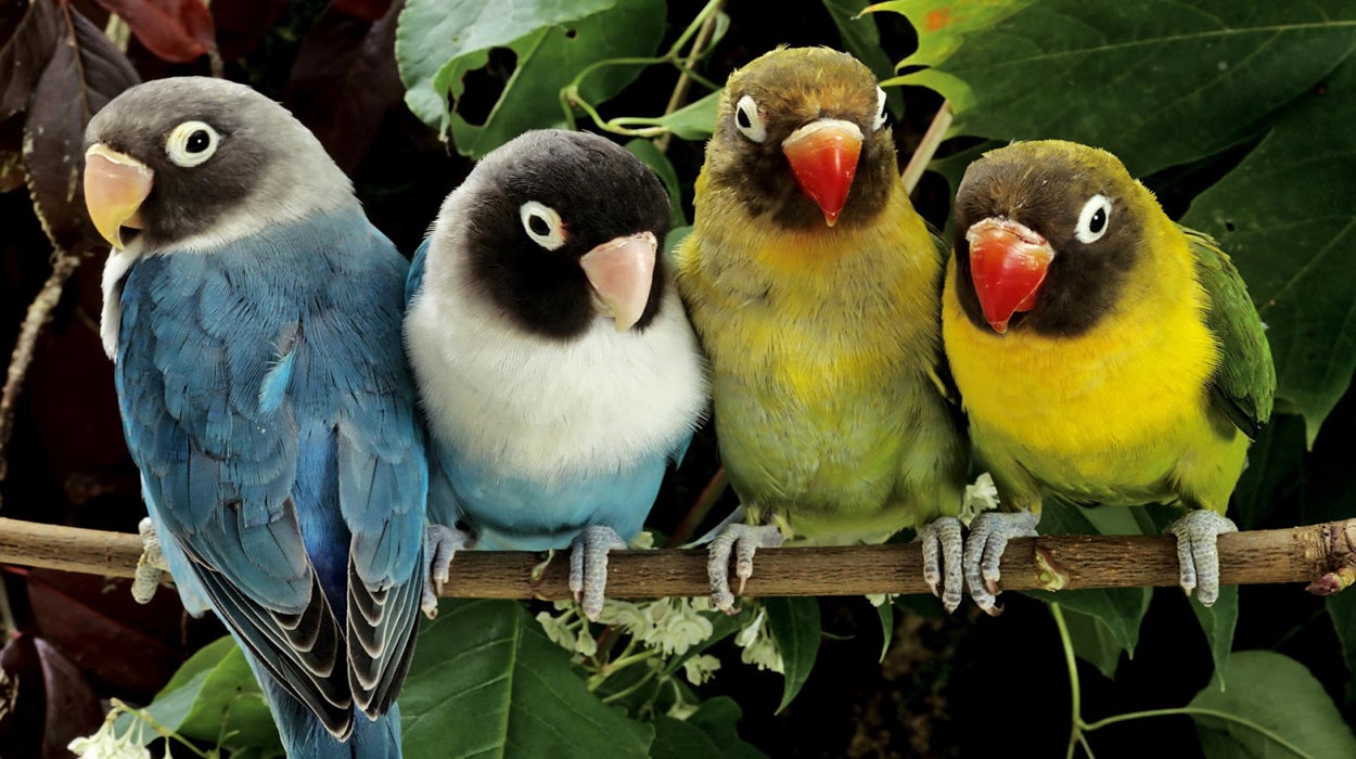 Naturaleza: Las singularidades de las aves Naturaleza: Las singularidades de las aves