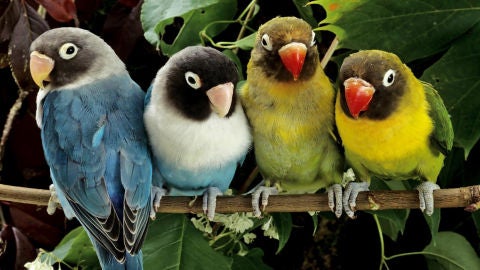 Aves