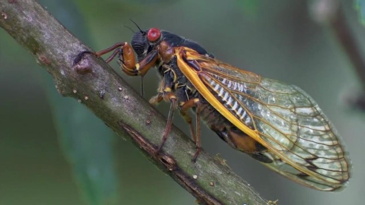 La Brújula de la Ciencia