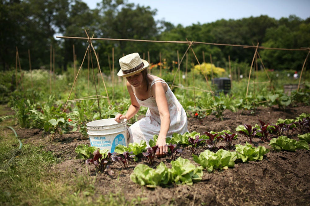 Los 260 huertos de propiedad municipal buscan quien los atienda Los 260 huertos de propiedad municipal buscan quien los atienda