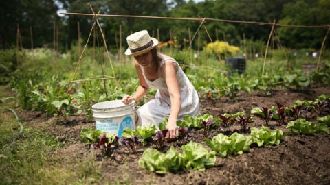 Huerto urbano en una imagen de archivo.