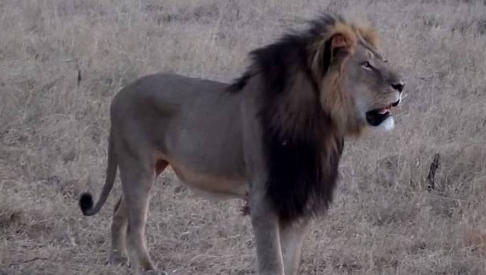 Cecil, el legendario león de Zimbabue