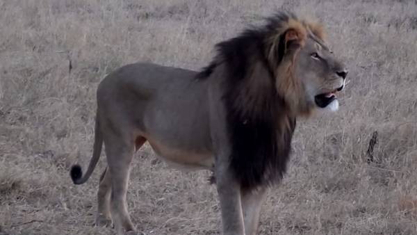 El león Cecil, asesinado a manos de un dentista de Minnesota El león Cecil, asesinado a manos de un dentista de Minnesota