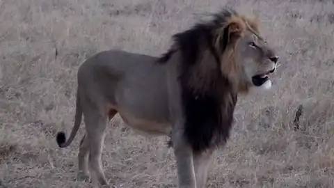 Cecil, el legendario león de Zimbabue Cecil, el legendario león de Zimbabue