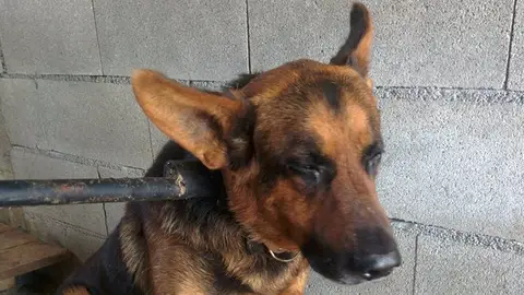 El perro Vila en la perrera Vila, dejado en la perrera tras servir 10 años en un colegio de Carballiño