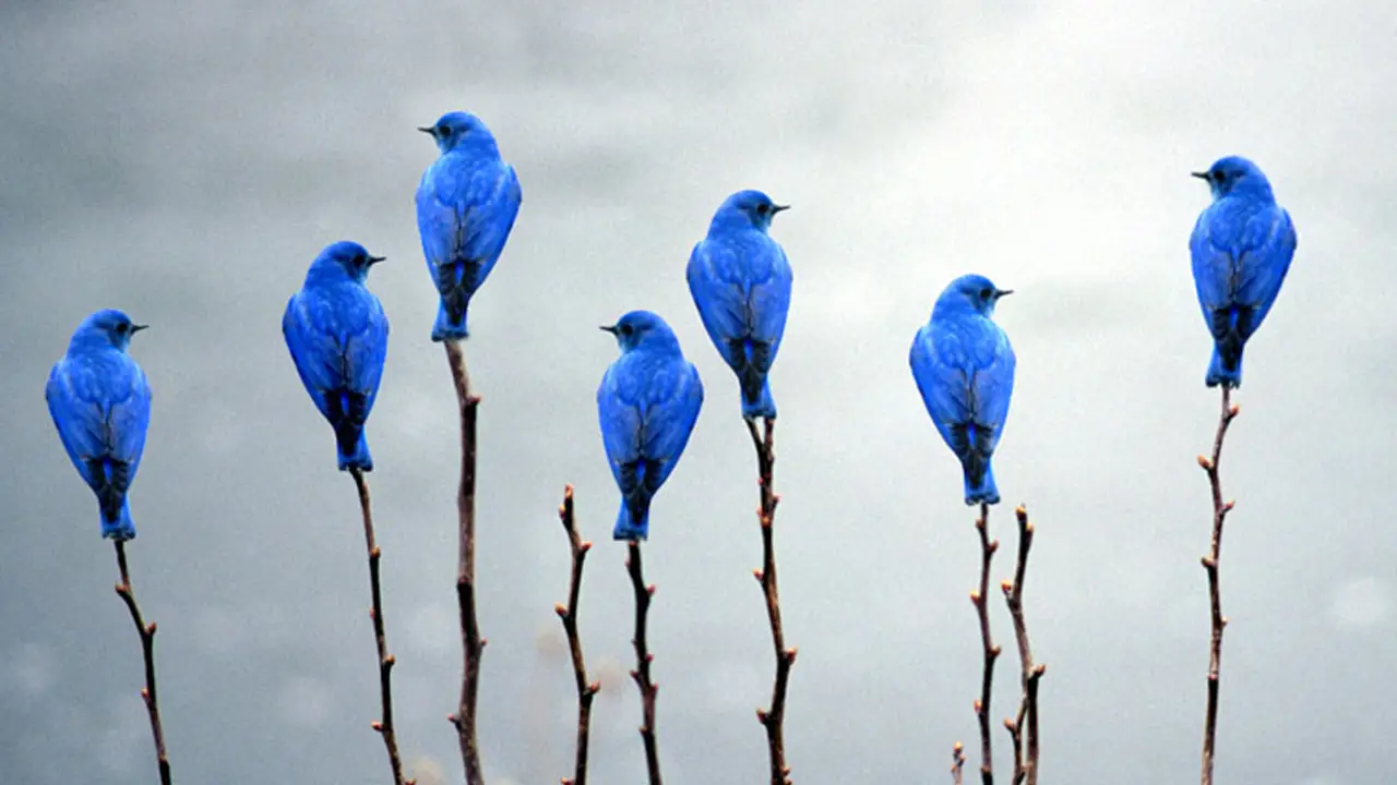 aves aves