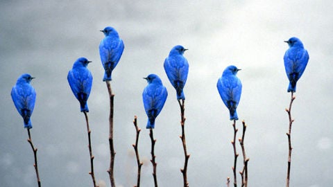 aves