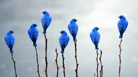 aves aves
