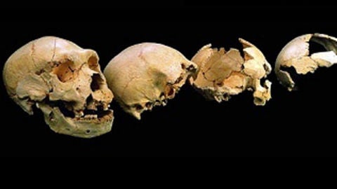 Evoluci&oacute;n humana