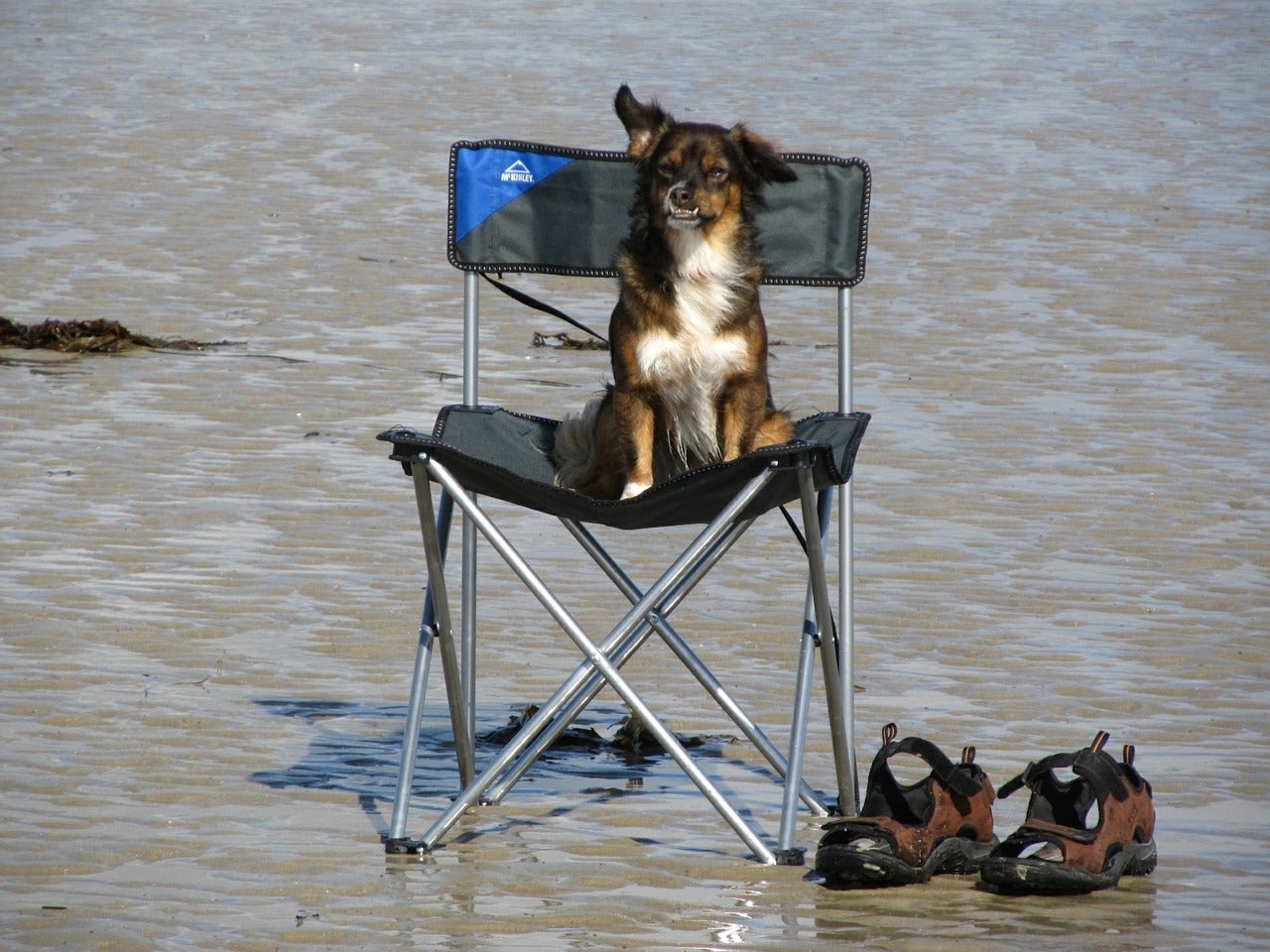 La ansiedad por separación durante las vacaciones La ansiedad por separación durante las vacaciones