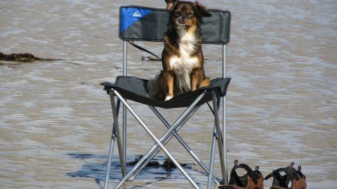 Perro de vacaciones