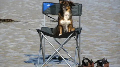 Perro de vacaciones Perro de vacaciones