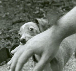 Cachorro de perro mordiendo mano Cachorro de perro mordiendo mano