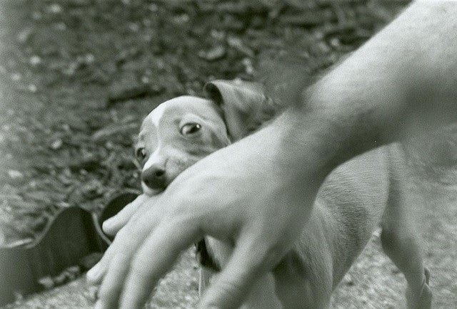 La automutilación en perros La automutilación en perros