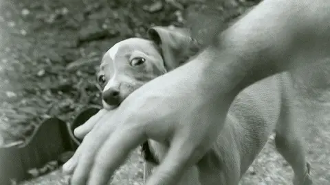 Cachorro de perro mordiendo mano Cachorro de perro mordiendo mano