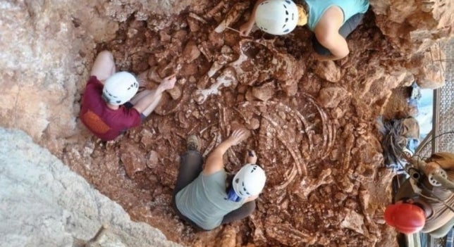 Hallados restos de rinoceronte con más de 120.000 años en Castelldefels Hallados restos de rinoceronte con más de 120.000 años en Castelldefels