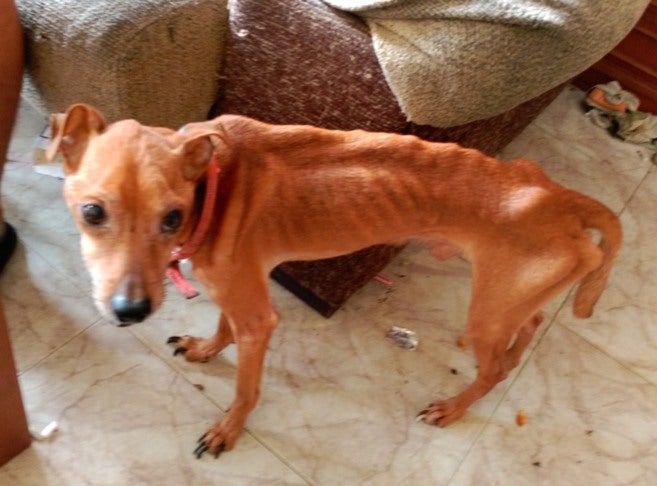 Rescatados tres perros y un gato al borde de la muerte por inanición en Valencia Rescatados tres perros y un gato al borde de la muerte por inanición en Valencia