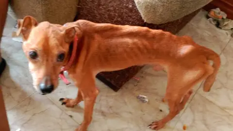 Perro rescatado en Valencia Uno de los tres perros rescatados en un domicilio en Valencia