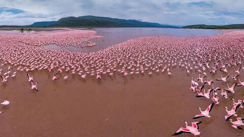 Flamencos en el Lago Bogoria, Kenia