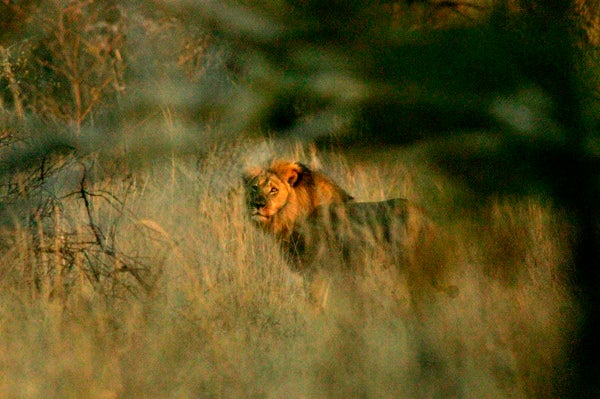 El cierre: España, líder europea en leones abatidos gracias a la polémica 'caza enlatada' El cierre: España, líder europea en leones abatidos gracias a la polémica 'caza enlatada'