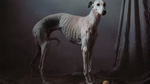 Perros de caza abandonados Perros de caza abandonados