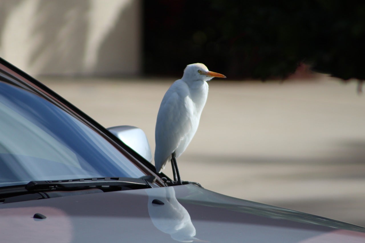 Consejos para viajar seguro estas vacaciones ¡junto a tu pájaro! Consejos para viajar seguro estas vacaciones ¡junto a tu pájaro!