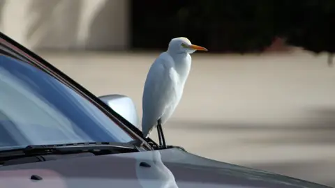 Pájaro en coche Pájaro en coche
