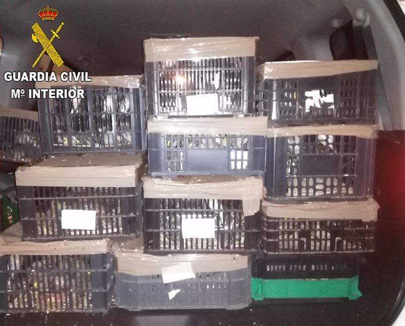Interceptadas en Valencia 700 aves en el maletero de un vehículo Interceptadas en Valencia 700 aves en el maletero de un vehículo