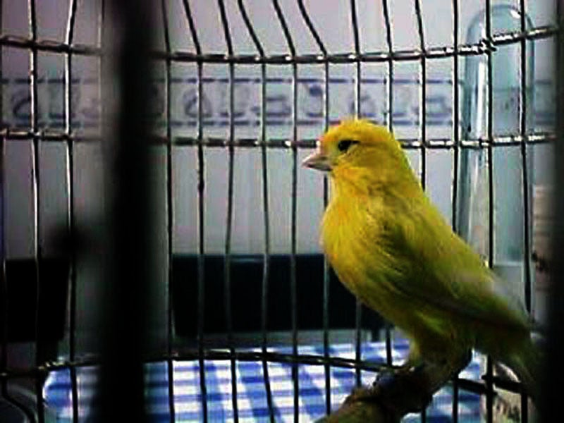 Quistes en canarios Quistes en canarios