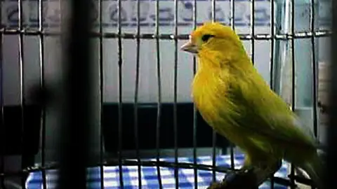 Canario Canario en jaula