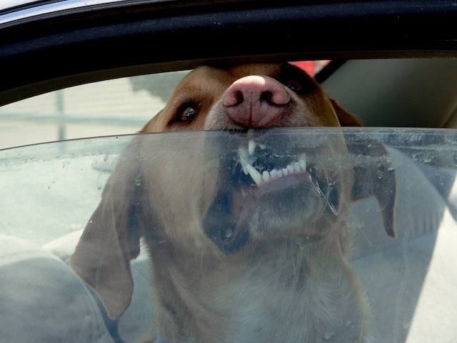 Fallece un perro que fue dejado varias horas junto a otros dos en el interior de un coche en Torrevieja Fallece un perro que fue dejado varias horas junto a otros dos en el interior de un coche en Torrevieja