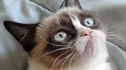 Grumpy Cat es el gato m&aacute;s famoso de las redes sociales