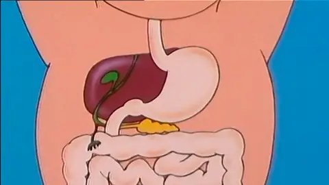 El hígado El hígado