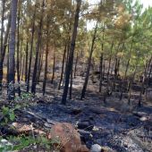 Estabilizado el incendio en la Sierra de Gata