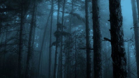 Bosque oscuro