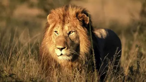 León León