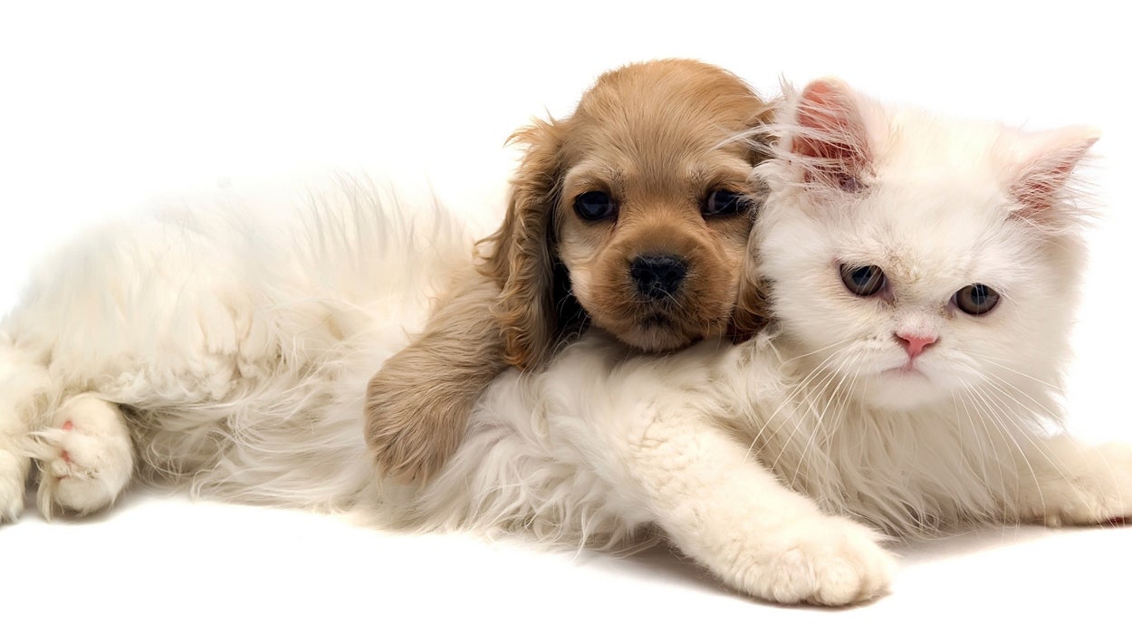 ¿Qué nombre ponerle a tu mascota? ¿Qué nombre ponerle a tu mascota?