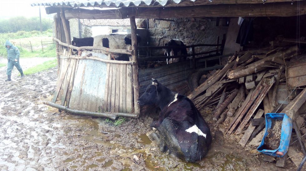 Un ganadero coruñés imputado por maltratar a 100 vacas Un ganadero coruñés imputado por maltratar a 100 vacas