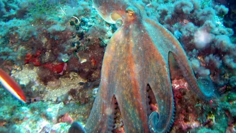 Pulpo Pulpo