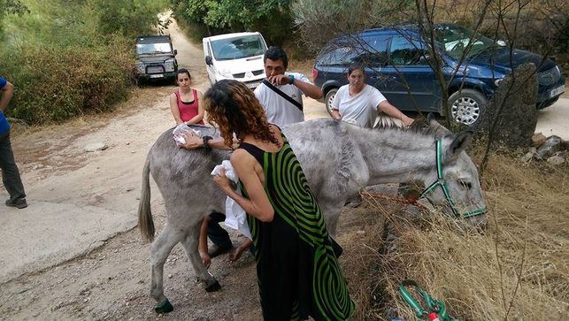 Los animales, las otras víctimas sin voz en los incendios Los animales, las otras víctimas sin voz en los incendios